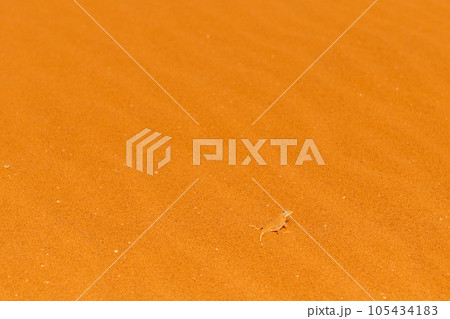A shovel-snouted lizard A shovel-snouted lizard 105434183