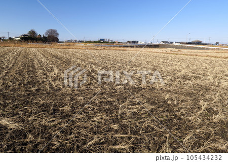 枯れた切株のある冬の田圃風景 105434232