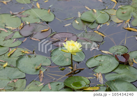 A yellow water lily in full bloom found in a pond. nymphaea mexicana, banana waterlily, yellow waterlily, mexican waterlily 105434240