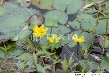 Nymphoides crenata found in a pond. wavy marshwort, yellow water snowflake Nymphoides crenata found in a pond. wavy marshwort, yellow water snowflake 105434270