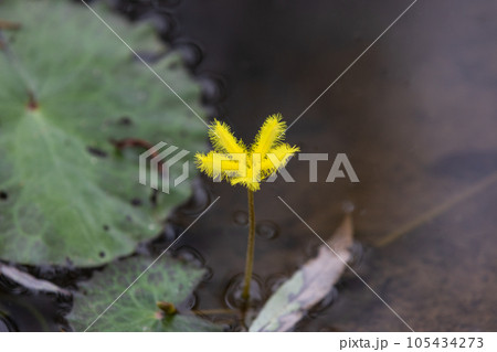 Nymphoides crenata found in a pond. wavy marshwort, yellow water snowflake 105434273