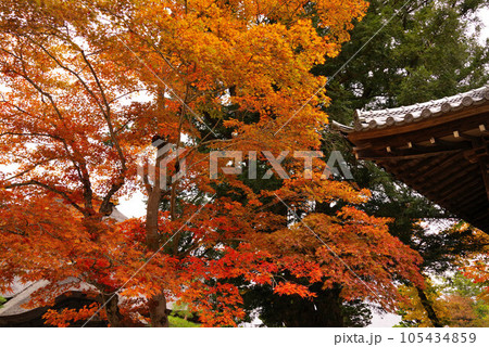 前山寺の紅葉 105434859