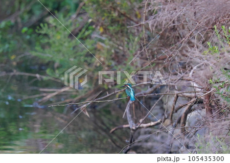 魚を狙うカワセミ 魚を狙うカワセミ 105435300