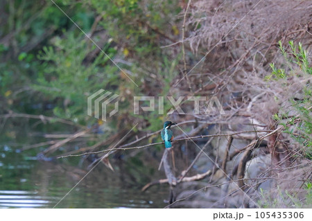 魚を狙うカワセミ 魚を狙うカワセミ 105435306