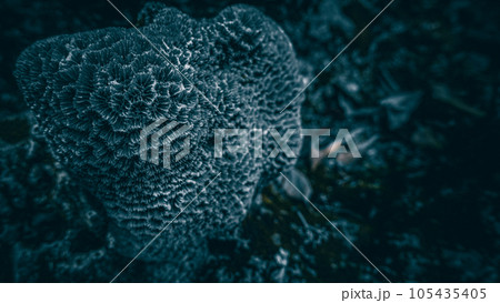 サンゴのクローズアップ 105435405