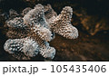 サンゴのクローズアップ 105435406