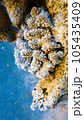 サンゴのクローズアップ 105435409