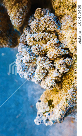 サンゴのクローズアップ 105435409