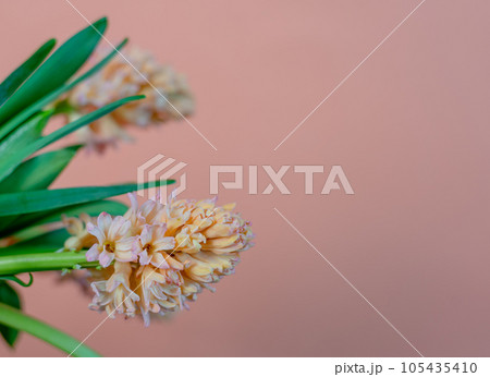 Bouquet of pink-yellow hyacinths on a pink background 105435410