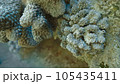 サンゴのクローズアップ 105435411