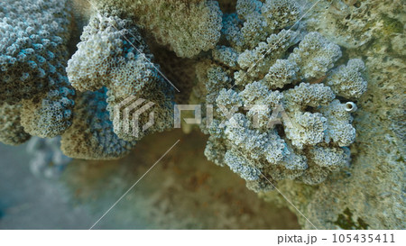 サンゴのクローズアップ 105435411