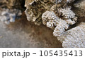 サンゴのクローズアップ 105435413