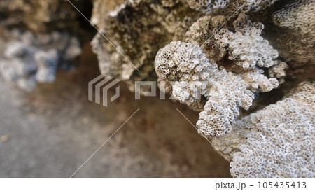 サンゴのクローズアップ 105435413