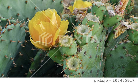 Blooming cactus with bright yellow flowers and sharp spines Blooming cactus with bright yellow flowers and sharp spines 105435917