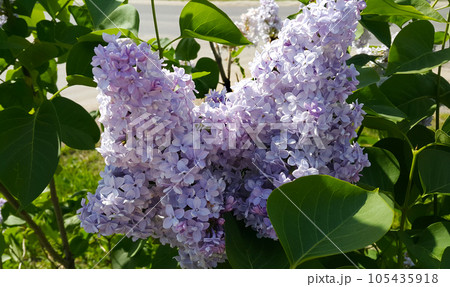 Beautiful branch of a blossoming lilac Beautiful branch of a blossoming lilac 105435918