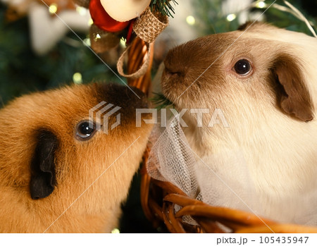 Portrait of two guinea pigs on a Christmas background 105435947