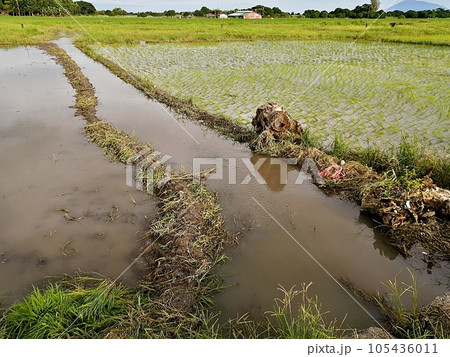 フィリピンの穀倉地帯(水田) フィリピンの穀倉地帯(水田) 105436011