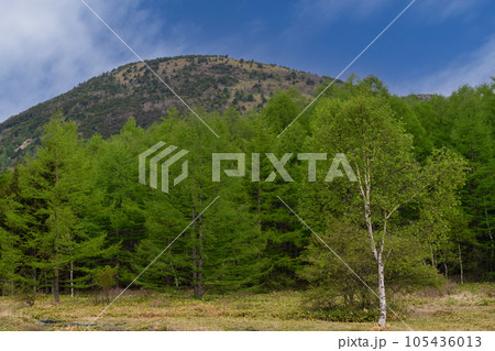 夏の湯の丸山 夏の湯の丸山 105436013