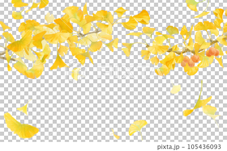 Watercolor illustration of yellow ginkgo. Arched ginkgo branch frame decoration. 105436093