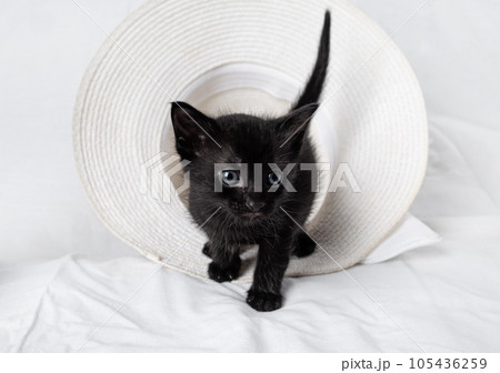 Curious black kitten Curious black kitten 105436259