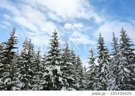 Scenic landscape with fir forest and blue sky of the european Alps in winter. Snowy day in the mountains 105436426
