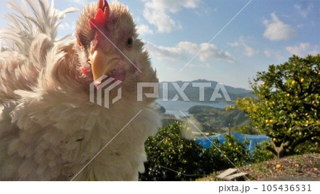 鶏さんつれて小旅行 鶏さんつれて小旅行 105436531