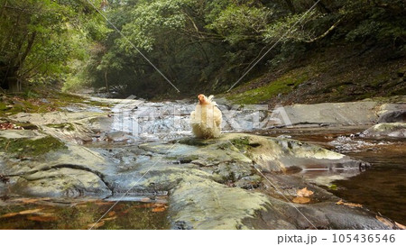 鶏さんつれて小旅行 105436546