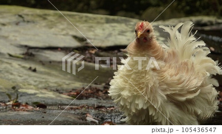 鶏さんつれて小旅行 105436547