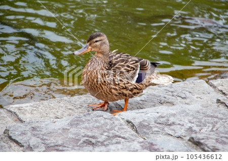 マガモ 105436612