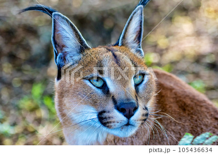 portrait of a beautiful caracal 105436634