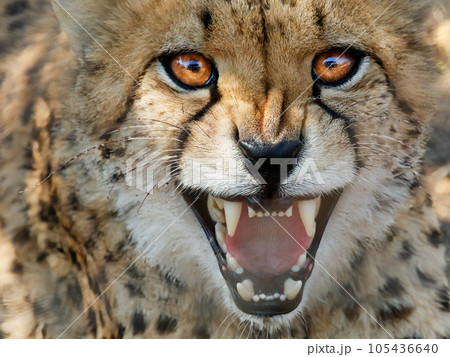 close up of a cheetah close up of a cheetah 105436640