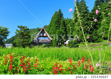 【富山県】新緑の五箇山相倉合掌集落 105436687