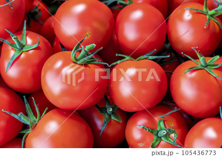 Tomatoes. Set of tomatoes. Set of Cherry Tomatoes. Red and green tomatoes in the garden. Pile on top of each other. Texture. Possible cause of salmonella in Europe with hundreds of cases. 105436773