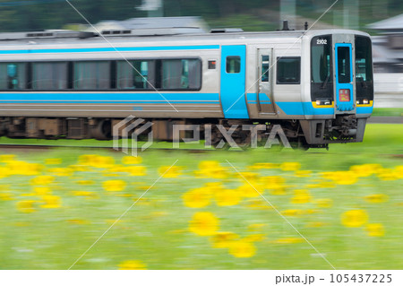 ひまわり畑のそばを通過する特急「南風」（JR四国　2000系） 105437225