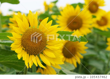真夏のひまわりの花 105437462