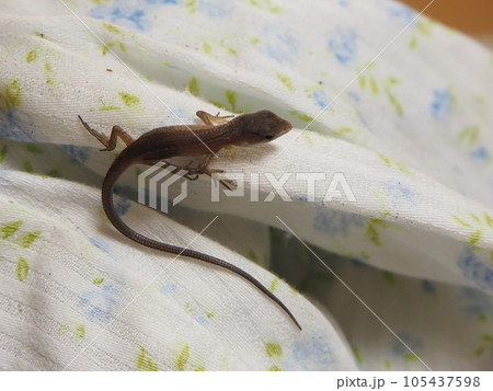 カナヘビの赤ちゃん捕まえた!かわいい カナヘビの赤ちゃん捕まえた!かわいい 105437598