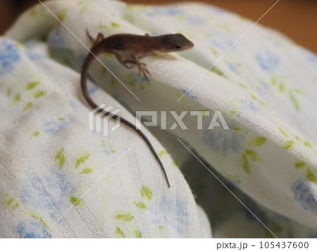 カナヘビの赤ちゃん捕まえた！かわいい 105437600