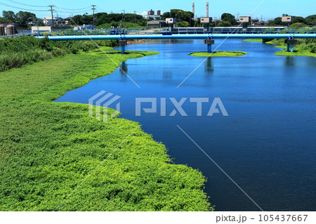 繁茂するナガエツルノゲイトウ 特定外来生物 繁茂するナガエツルノゲイトウ 特定外来生物 105437667