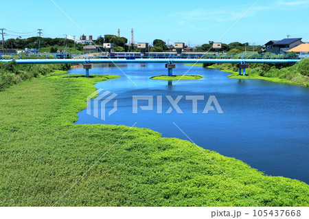 繁茂するナガエツルノゲイトウ　特定外来生物 105437668