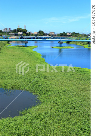 繁茂するナガエツルノゲイトウ 特定外来生物 繁茂するナガエツルノゲイトウ 特定外来生物 105437670