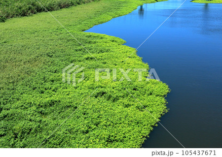 繁茂するナガエツルノゲイトウ　特定外来生物 105437671