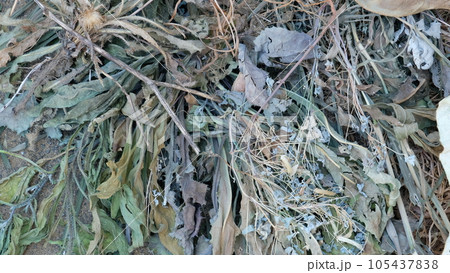 雑草処理は、天日干しで乾かして重量を軽くする。 105437838
