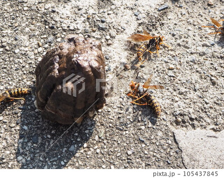 スズメバチかと思った ハチ退治 あしなが蜂駆除 足長バチの巣撤去 スズメバチに似てる スズメバチかと思った ハチ退治 あしなが蜂駆除 足長バチの巣撤去 スズメバチに似てる 105437845