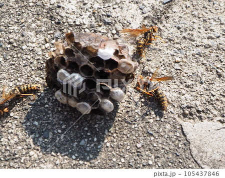 スズメバチかと思った ハチ退治 あしなが蜂駆除 足長バチの巣撤去 スズメバチに似てる スズメバチかと思った ハチ退治 あしなが蜂駆除 足長バチの巣撤去 スズメバチに似てる 105437846