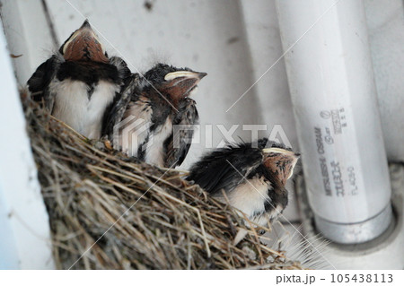 ツバメのひな 105438113