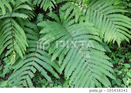 シダの葉 105438141