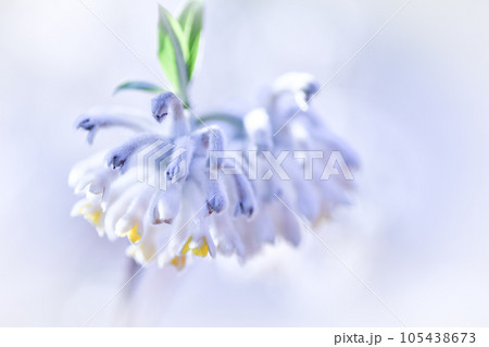 ミツマタの花 105438673