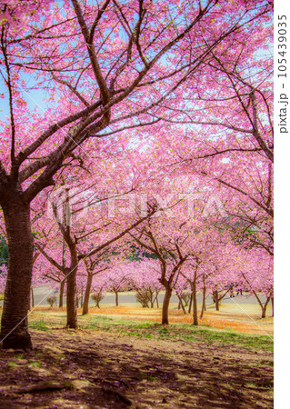 赤城千本桜の景色 赤城千本桜の景色 105439035