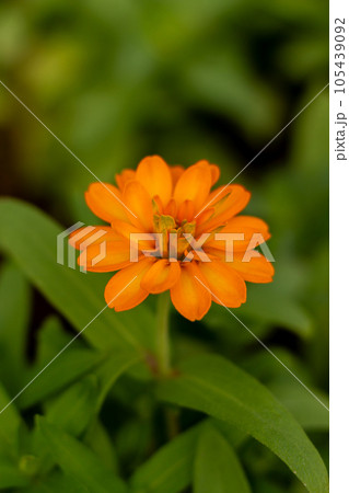 Orange flower on blur natural green background Orange flower on blur natural green background 105439092