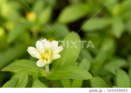 White flower and blur natural green background 105439093